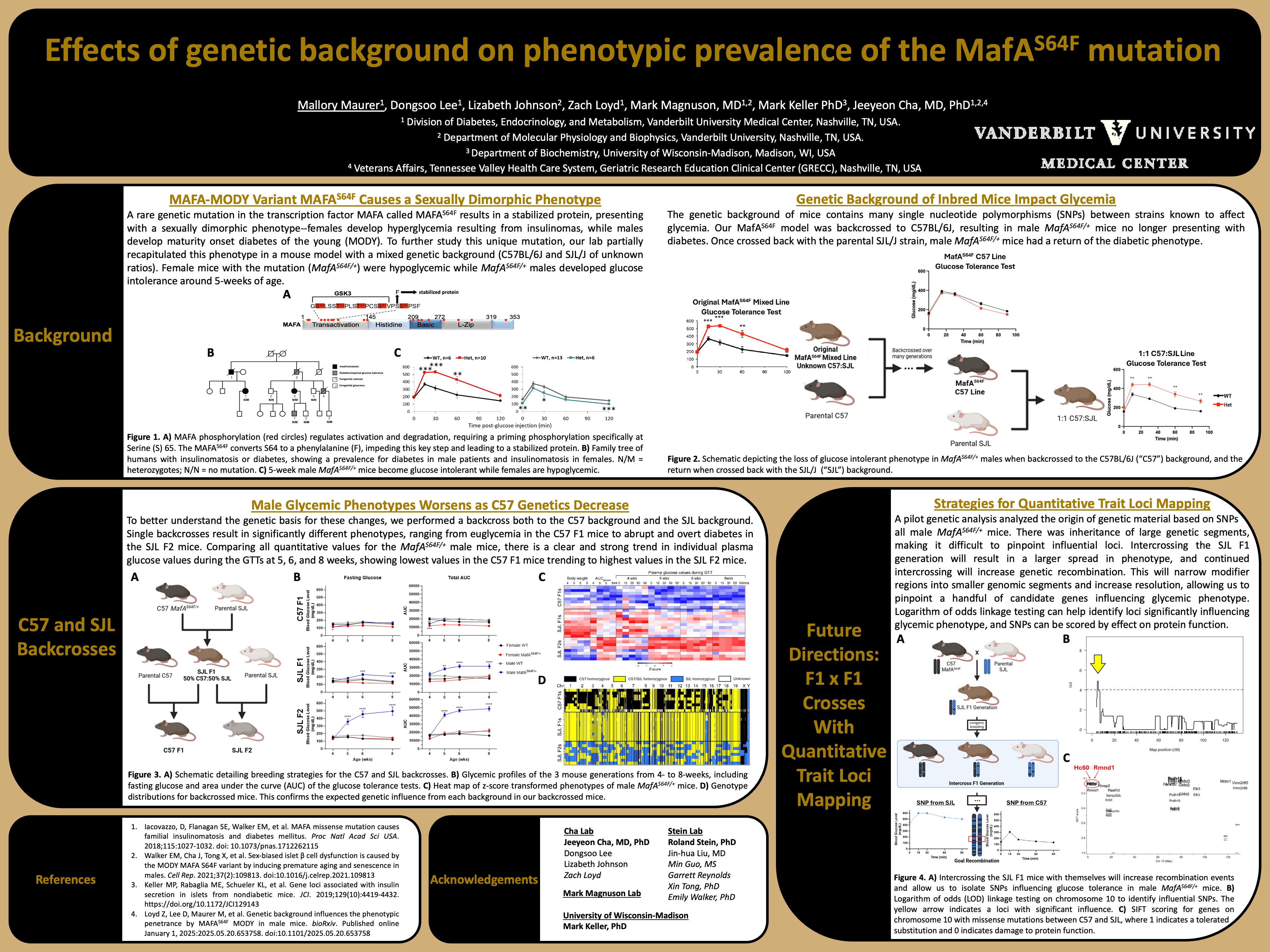 Effects of genetic background on phenotypic prevalence of the MafAS64F mutation